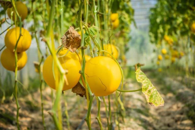 38 Different Types of Melons (Yup, That Many!)