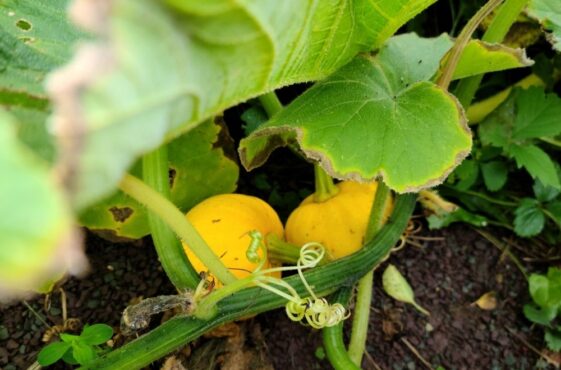 Parts of a Pumpkin - What They Look Like and Why They Are Important