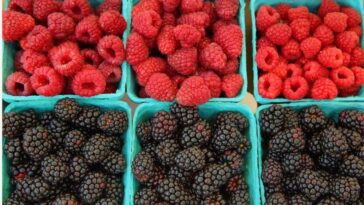 black-and-red-raspberries