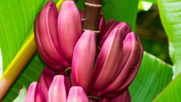 purple-banana