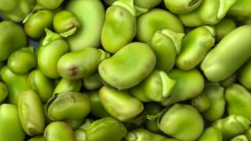 canned-lima-beans