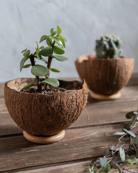 Coconut Shell Planters