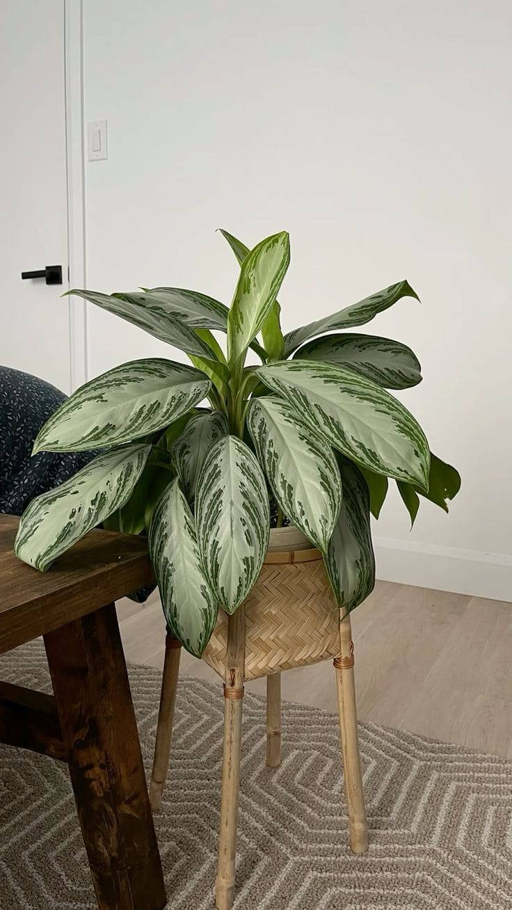 Aglaonema Silver Bay