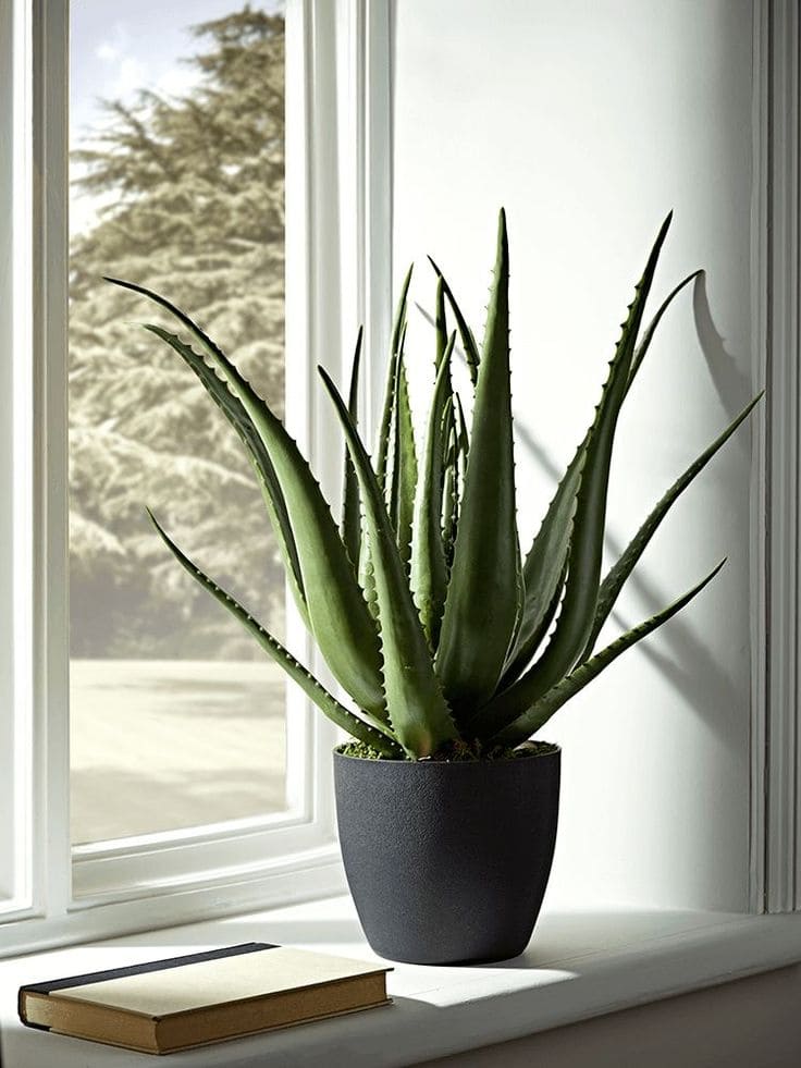 Aloe Vera