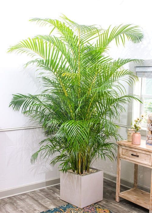 Areca Palm 1