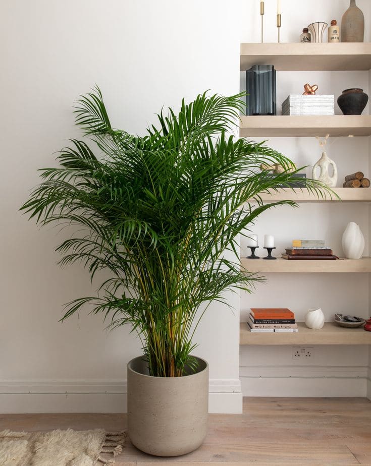 Areca Palm