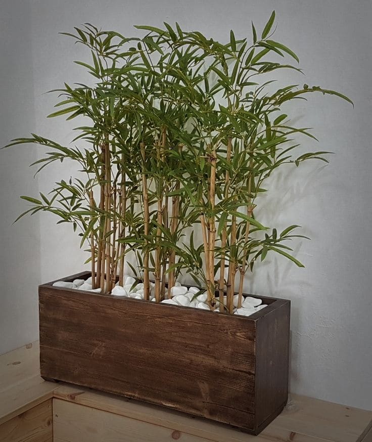 Bamboo