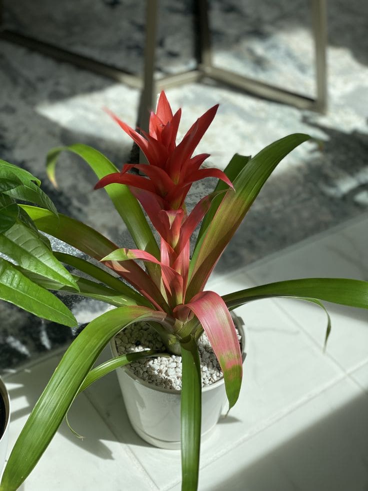 Bromeliads