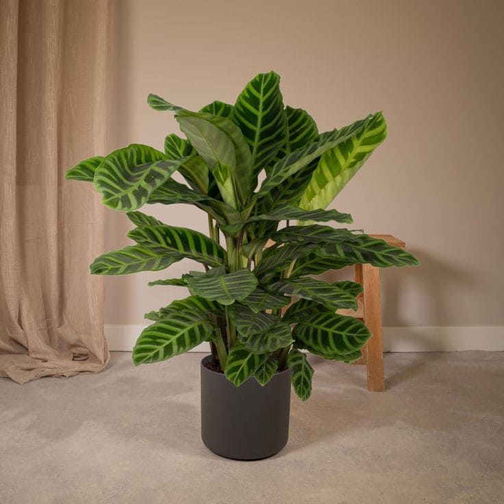 Calathea