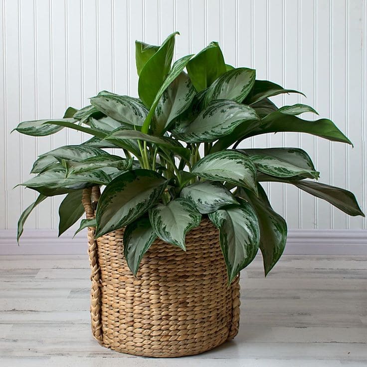 Chinese Evergreen 1