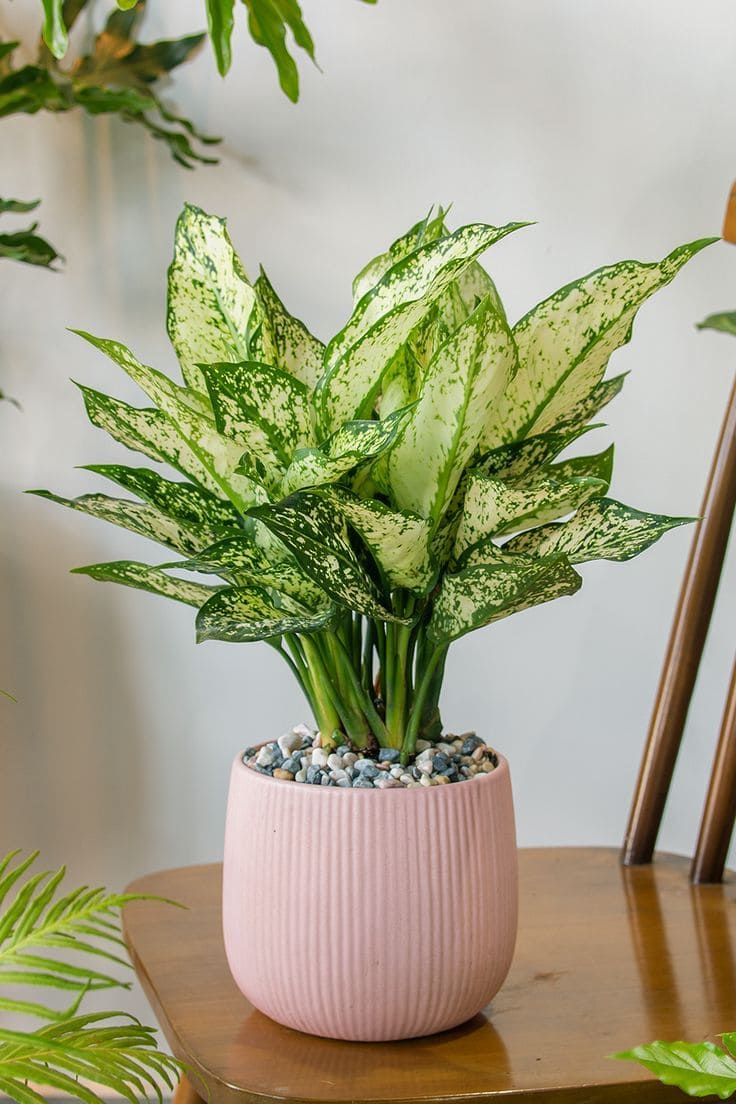 Chinese Evergreen