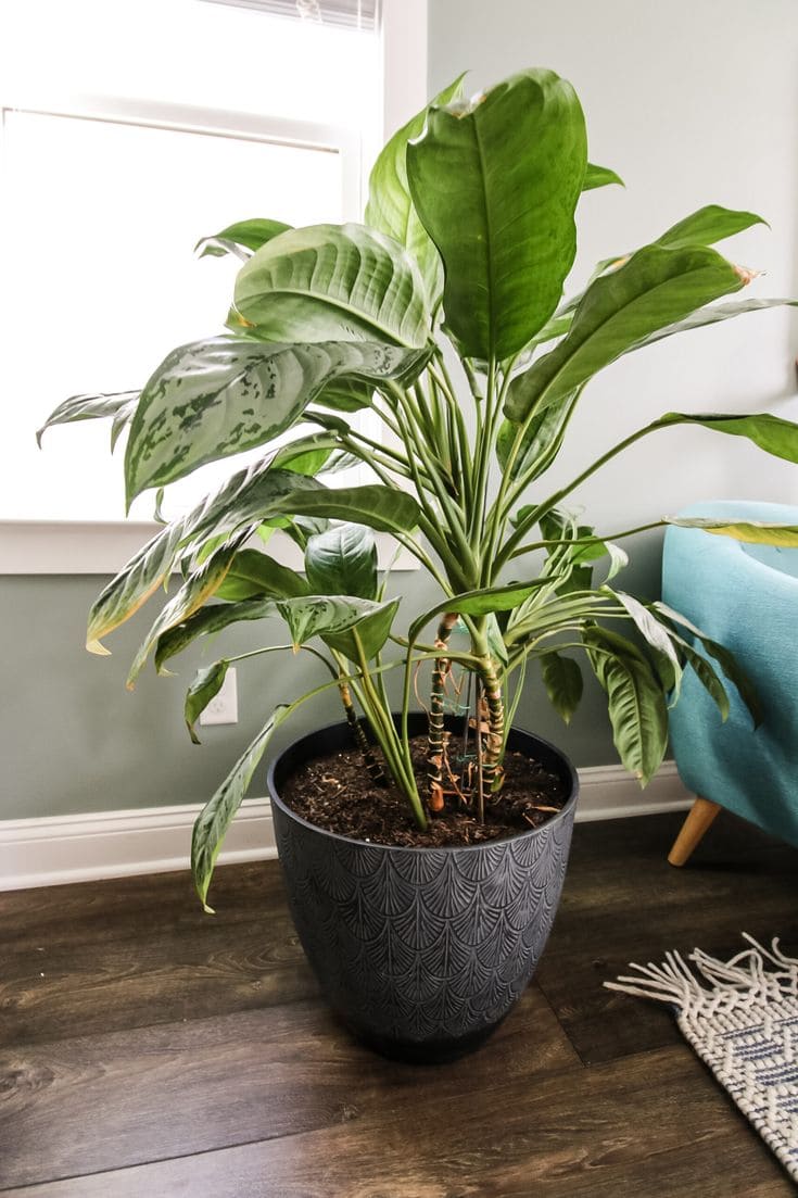 Chinese Evergreen