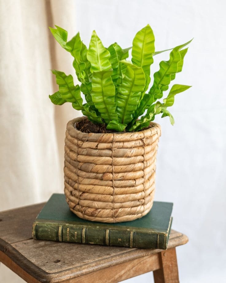 Crispy Wave Fern