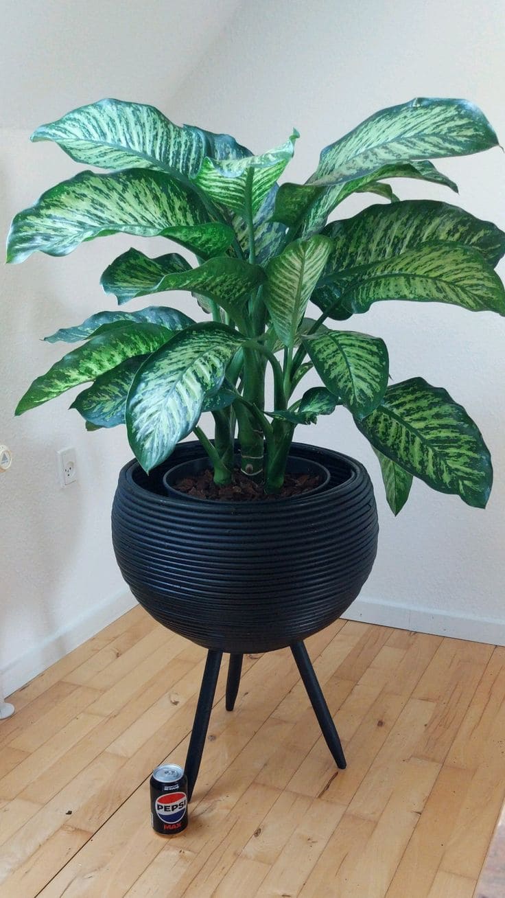 Dieffenbachia