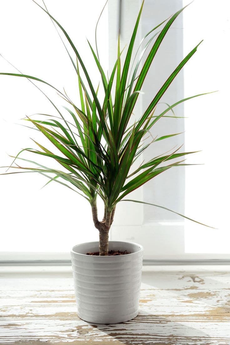 Dracaena 1