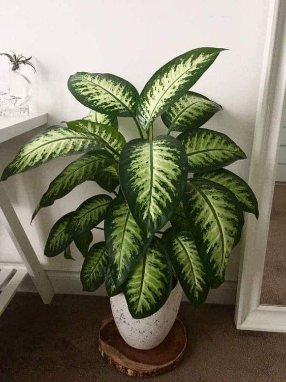 Dumb Cane