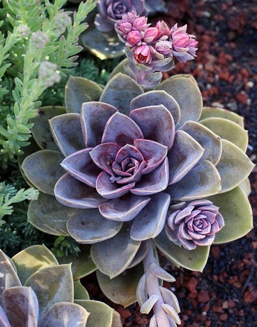 Echeveria