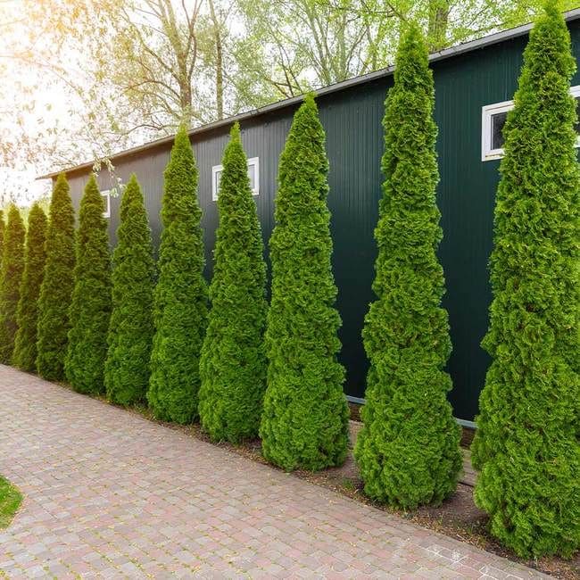 Elegant Evergreen Privacy Wall Design