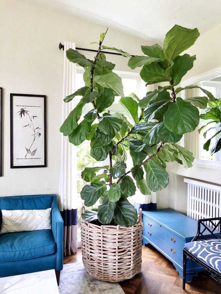 Fiddle Leaf Fig 1