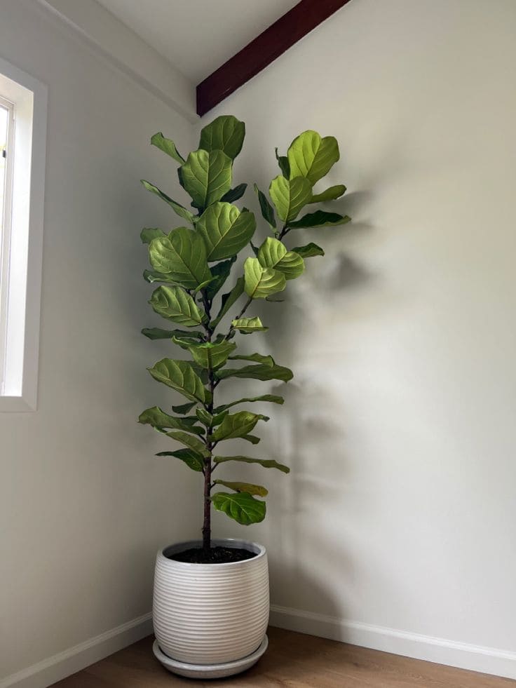 Fiddle Leaf Fig