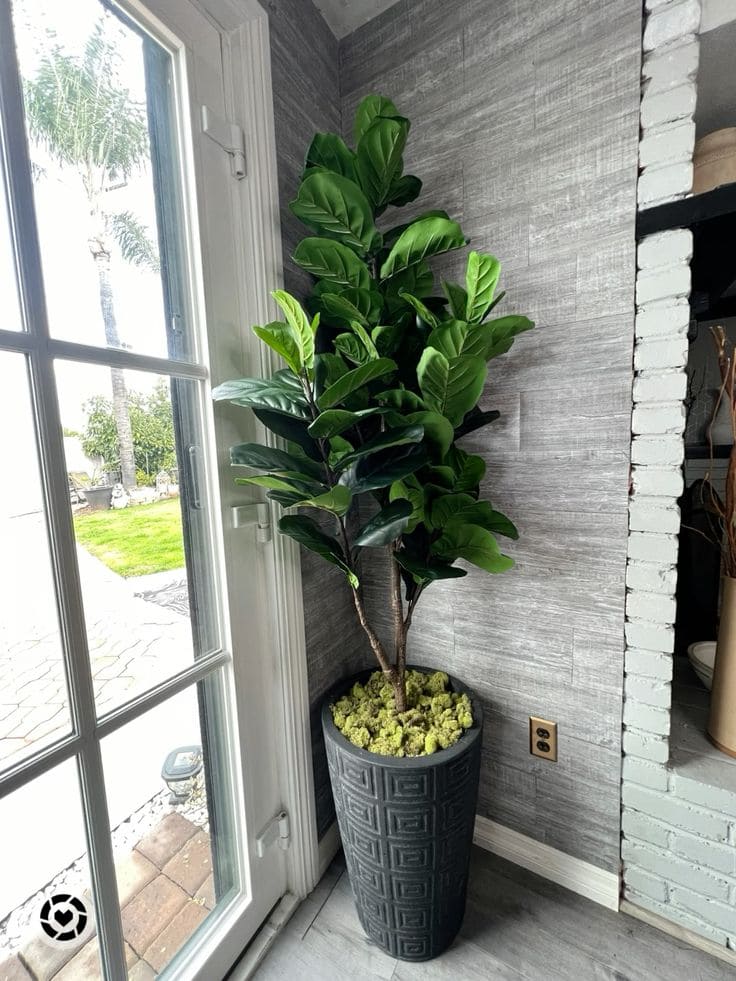 Fiddle Leaf Fig