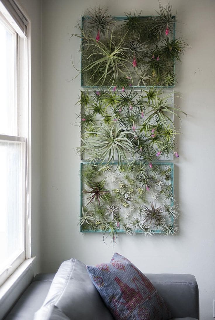 Floating Garden of Air Plants