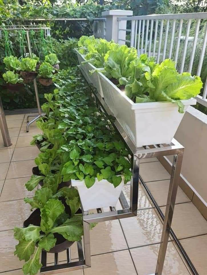 Fresh Homegrown Greens on Your Balcony