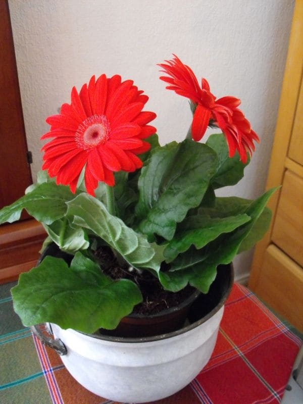 Gerbera Daisy 1