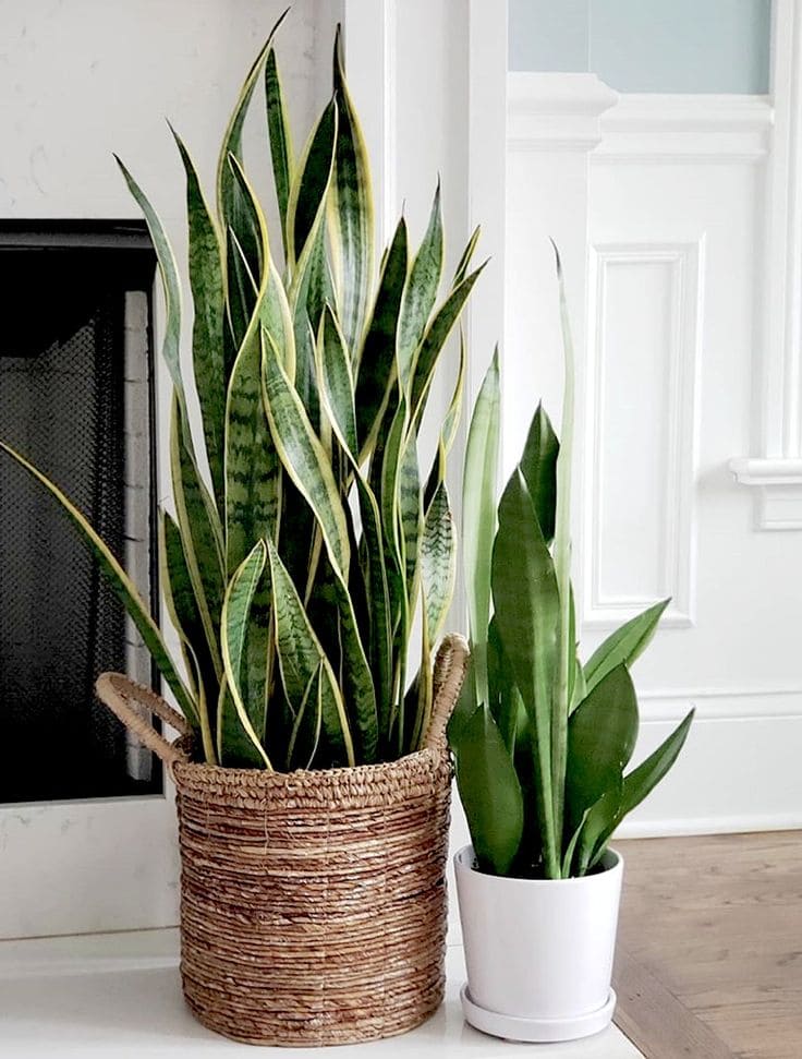 Low-Maintenance Plant Indoors