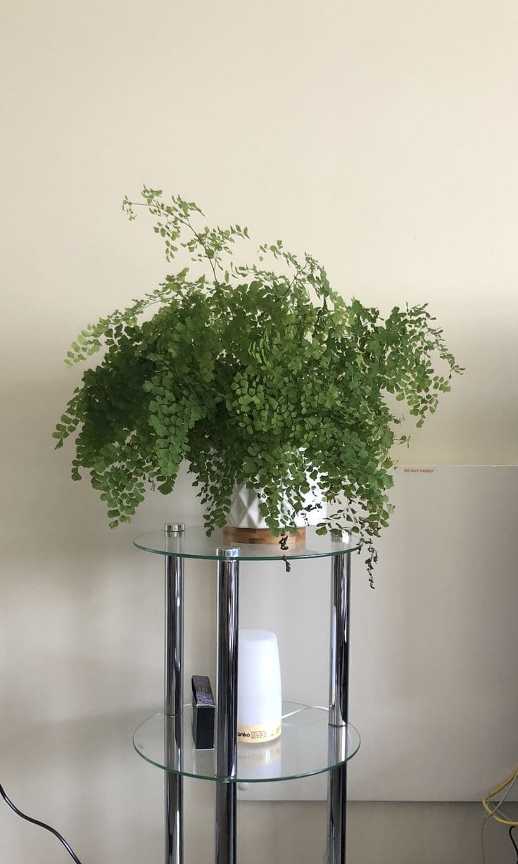 Maidenhair Fern