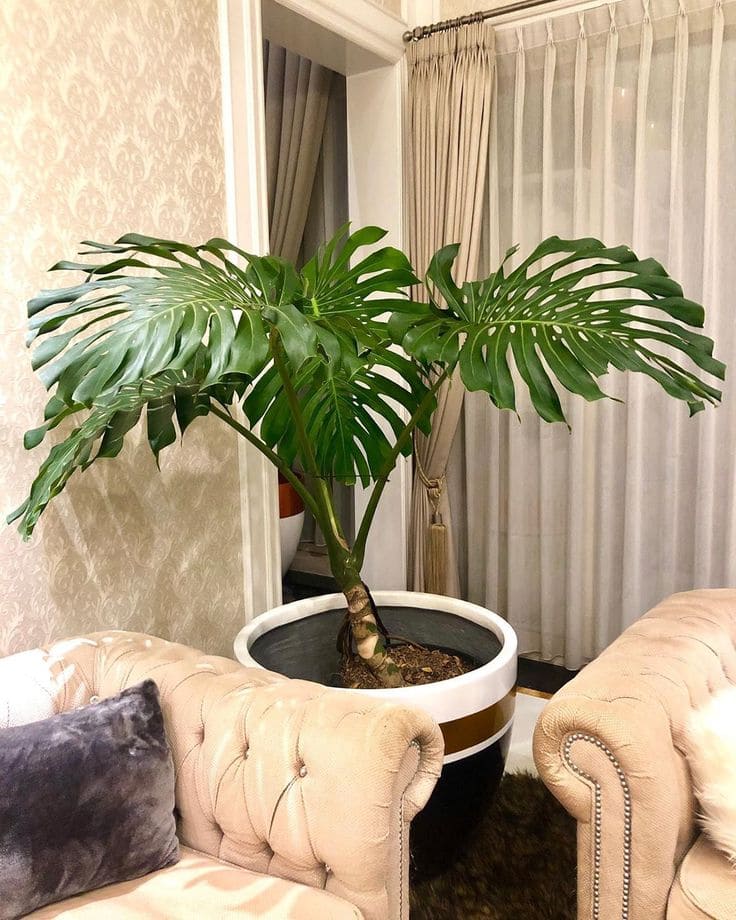 Monstera Deliciosa