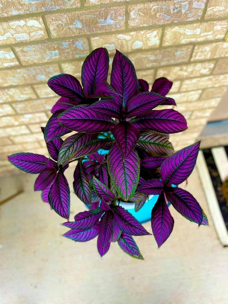 Persian Shield