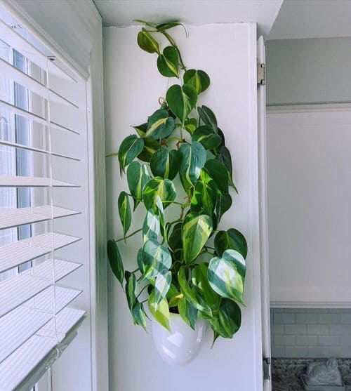 Philodendron Brasil