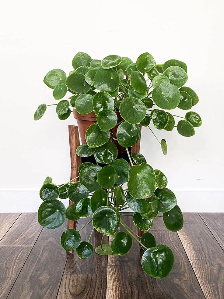 Pilea