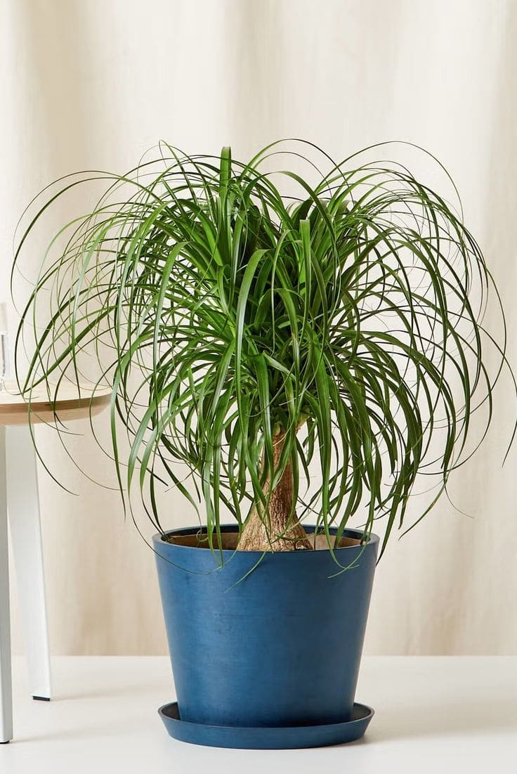 Ponytail Palm