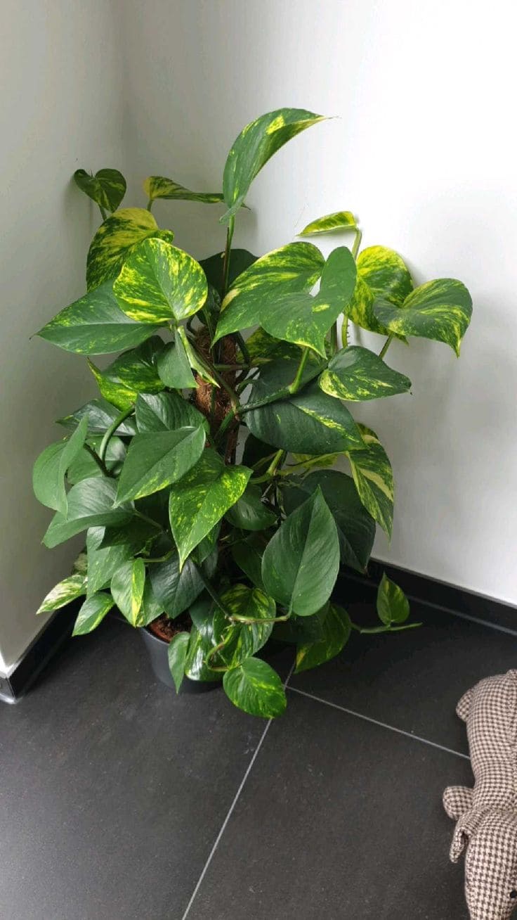 Pothos 1