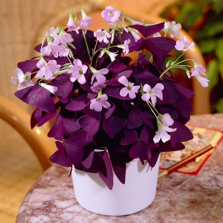 Purple Oxalis