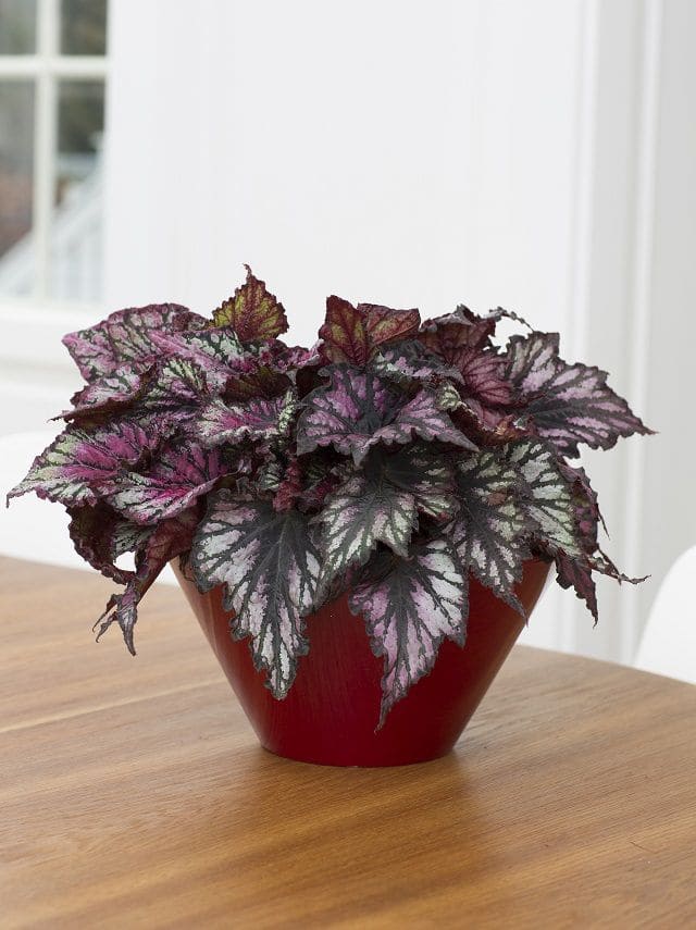 Rex Begonia