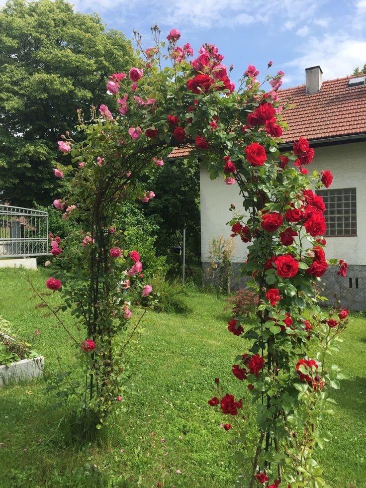 Rose Archway for Backyard Charm