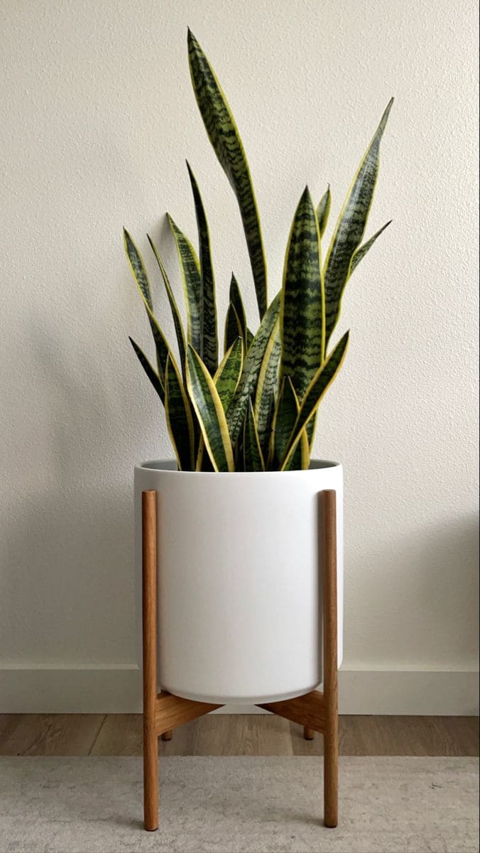 Snake Plant 1