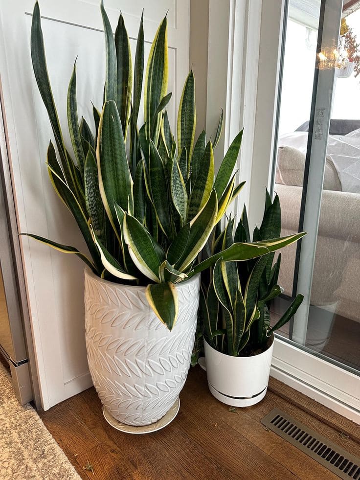 Snake Plant 3