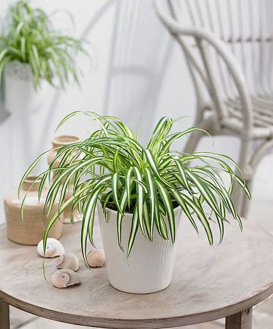 Spider Plant 1