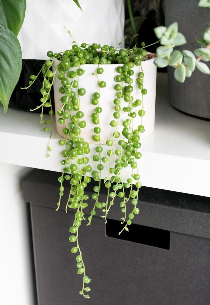 String of Pearls