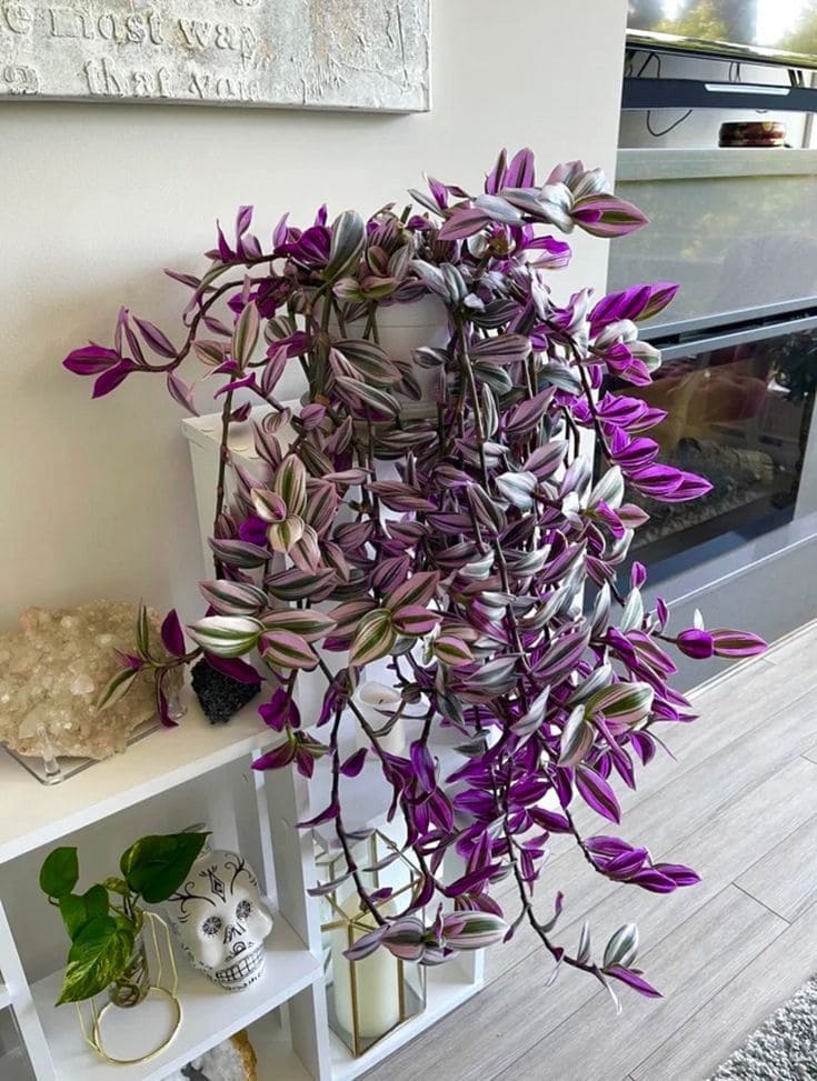 Tradescantia Zebrina